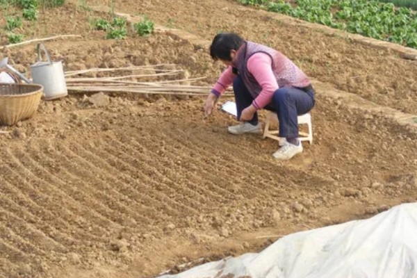 大通草与小通草有什么区别,颜色、生长环境、分布范围都不同