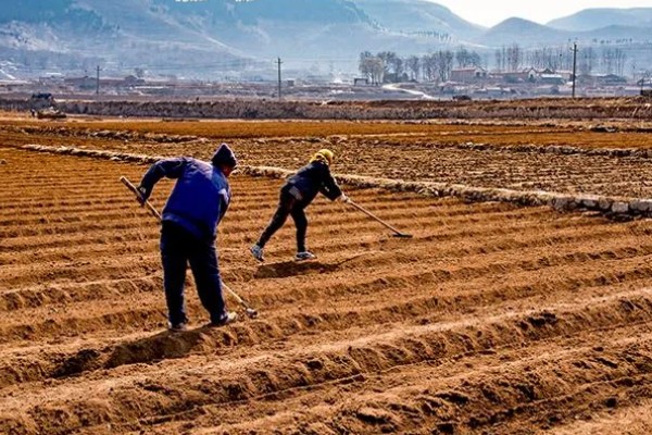 大通草与小通草有什么区别,颜色、生长环境、分布范围都不同