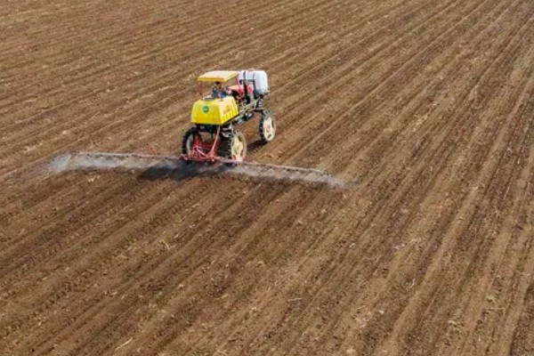 大通草与小通草有什么区别,颜色、生长环境、分布范围都不同