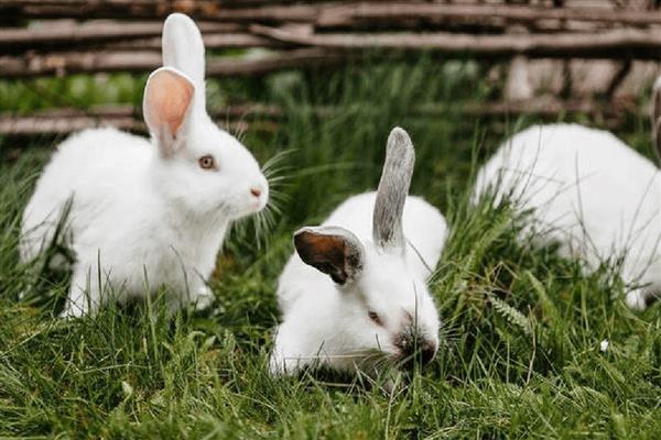 家兔和野兔能杂交吗，是不可以进行杂交的