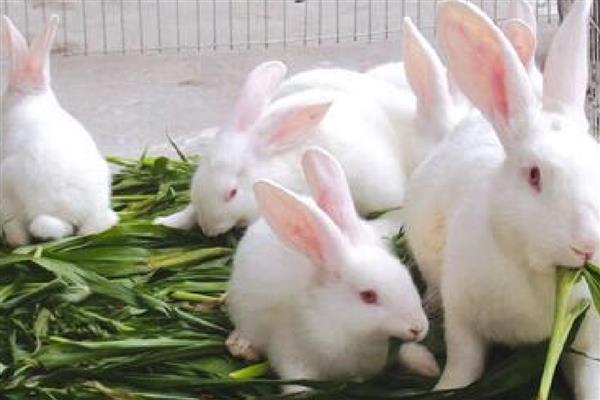 家兔和野兔能杂交吗，是不可以进行杂交的