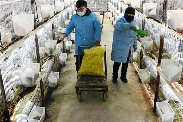 家兔和野兔能杂交吗，是不可以进行杂交的