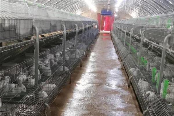 家兔和野兔能杂交吗，是不可以进行杂交的