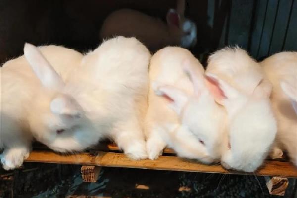 家兔和野兔能杂交吗，是不可以进行杂交的