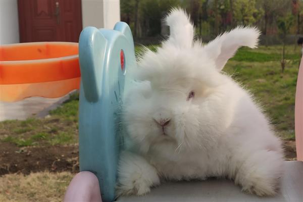 家兔和野兔能杂交吗，是不可以进行杂交的