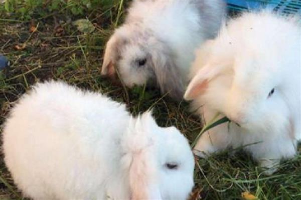 家兔和野兔能杂交吗，是不可以进行杂交的