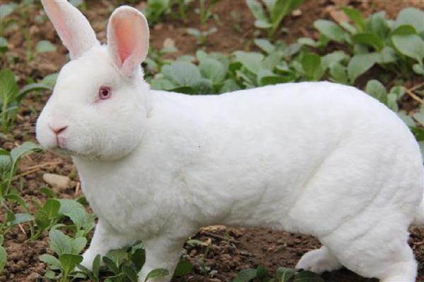 家兔和野兔能杂交吗，是不可以进行杂交的