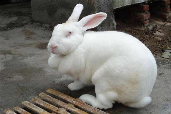 家兔和野兔能杂交吗，是不可以进行杂交的