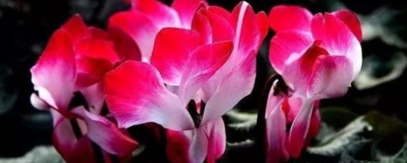 怎么种植萝卜莲，把温度保持在15-20℃