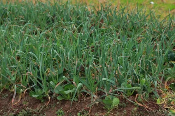 蒜苗的种植效益，每亩纯利为4700-6700元