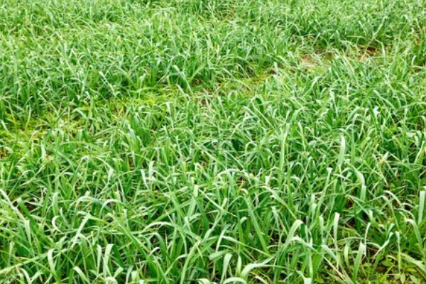 蒜苗的种植效益，每亩纯利为4700-6700元