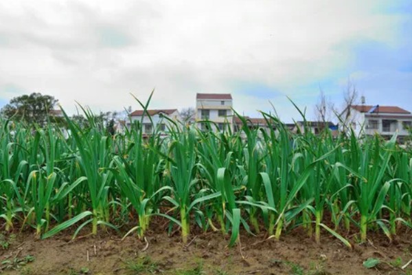 蒜苗的种植效益，每亩纯利为4700-6700元