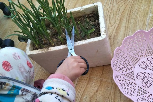 蒜苗的种植效益，每亩纯利为4700-6700元