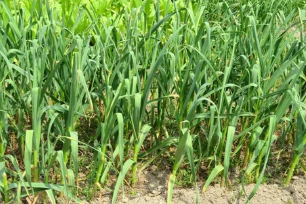 蒜苗的种植效益，每亩纯利为4700-6700元