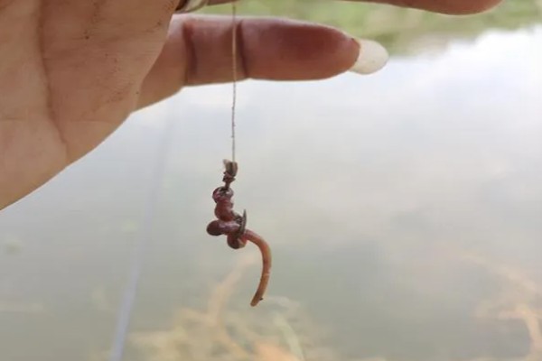 钓麦穗鱼的技巧，鱼线通常建议用尼龙线