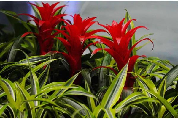 鸿运当头的作用,具有观赏和净化空气的作用