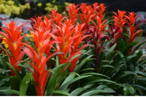 鸿运当头的作用,具有观赏和净化空气的作用