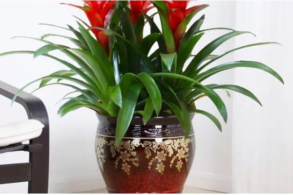 鸿运当头的作用,具有观赏和净化空气的作用