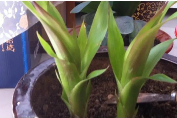 鸿运当头的作用,具有观赏和净化空气的作用