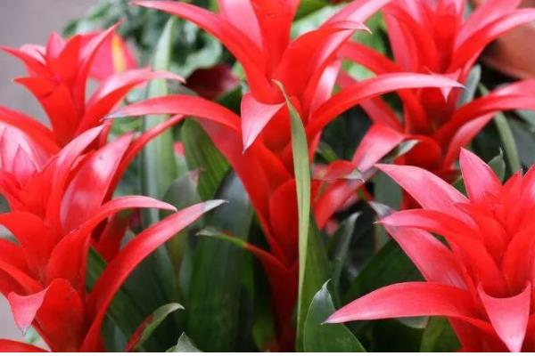 鸿运当头的作用,具有观赏和净化空气的作用