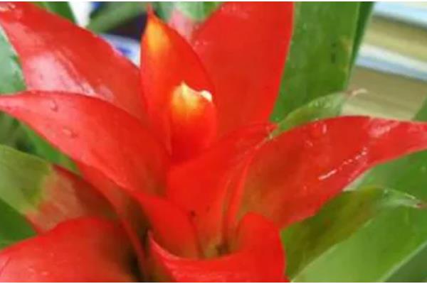 鸿运当头的作用,具有观赏和净化空气的作用