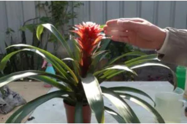 鸿运当头的作用,具有观赏和净化空气的作用