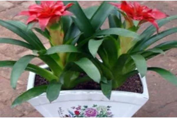 鸿运当头的作用,具有观赏和净化空气的作用