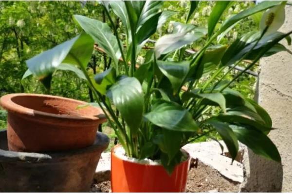 秋天白掌能分盆吗，能分盆