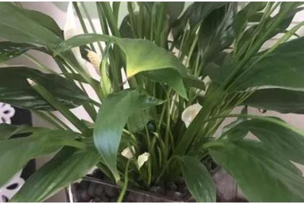 秋天白掌能分盆吗，能分盆