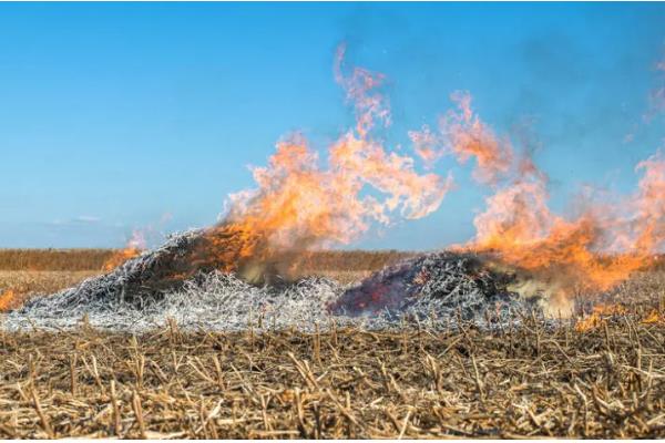 草木灰的主要成分，是碳酸钾