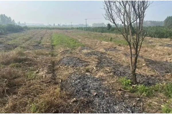 草木灰的主要成分，是碳酸钾