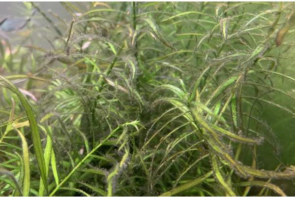 水草上面长毛了怎么处理，可以在鱼缸中养一些小虾