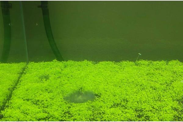 水草上面长毛了怎么处理，可以在鱼缸中养一些小虾