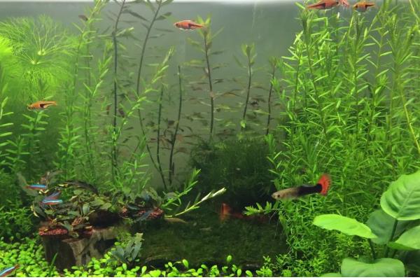 水草上面长毛了怎么处理，可以在鱼缸中养一些小虾
