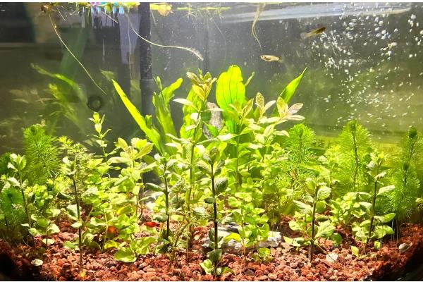 水草上面长毛了怎么处理，可以在鱼缸中养一些小虾