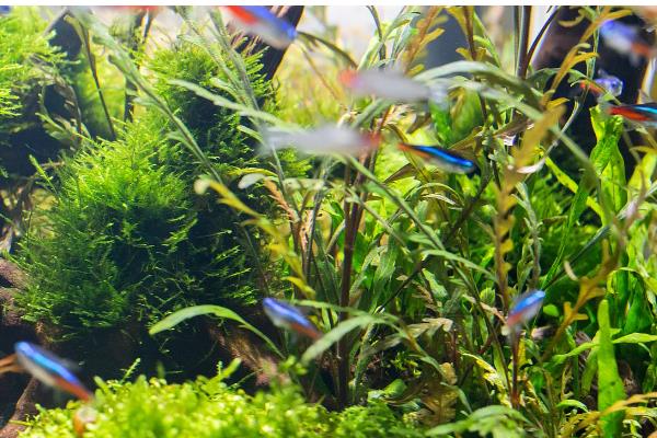 水草上面长毛了怎么处理，可以在鱼缸中养一些小虾