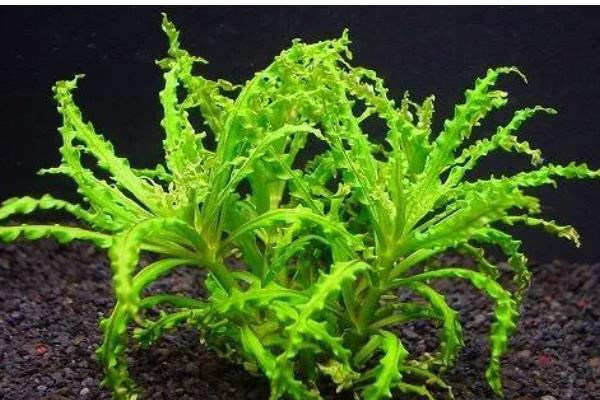 水草上面长毛了怎么处理，可以在鱼缸中养一些小虾