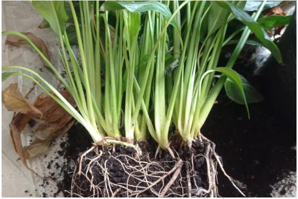 秋天白掌能分盆吗，能分盆