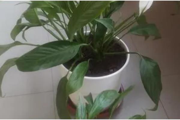 秋天白掌能分盆吗，能分盆