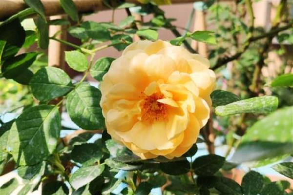 月季黄金庆典一年开几次,一年可以开2-3次