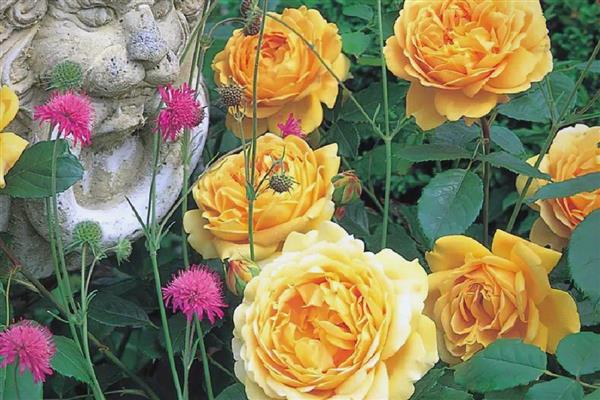 月季黄金庆典一年开几次,一年可以开2-3次