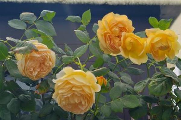 月季黄金庆典一年开几次,一年可以开2-3次