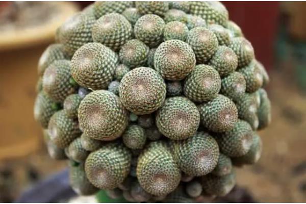 为什么子孙球不开花，可能是光照不足或施肥不当