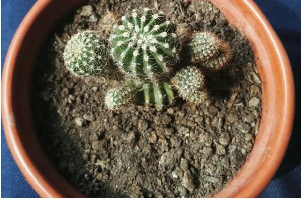 为什么子孙球不开花，可能是光照不足或施肥不当