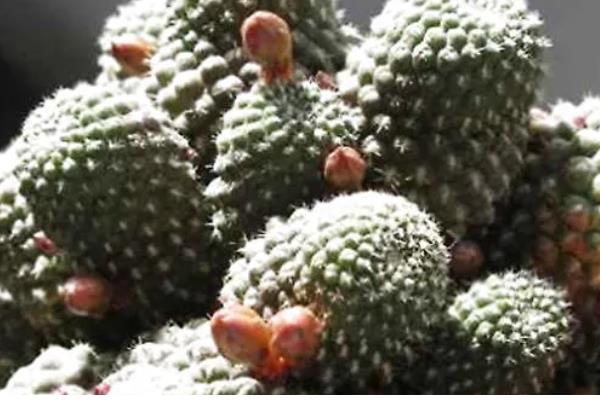 为什么子孙球不开花，可能是光照不足或施肥不当