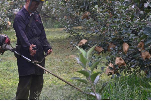 香橼怎么种植，可以用种子、扦插繁殖