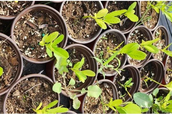 香橼怎么种植，可以用种子、扦插繁殖