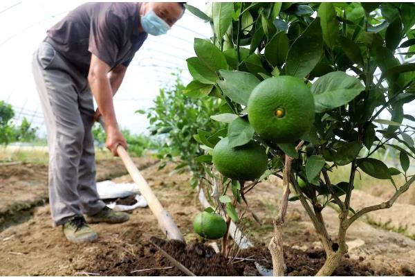 香橼怎么种植，可以用种子、扦插繁殖