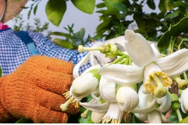 香橼怎么种植，可以用种子、扦插繁殖