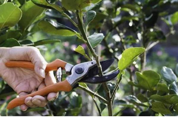 香橼怎么种植，可以用种子、扦插繁殖